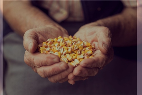 Syngenta $1.51 Billion Dollar Settlement Closer to Reality, Corn Farmers to Benefit