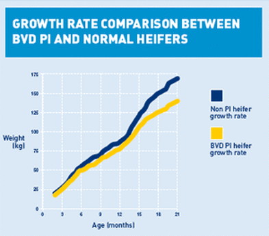 BVD PI vs. Normal Heifers